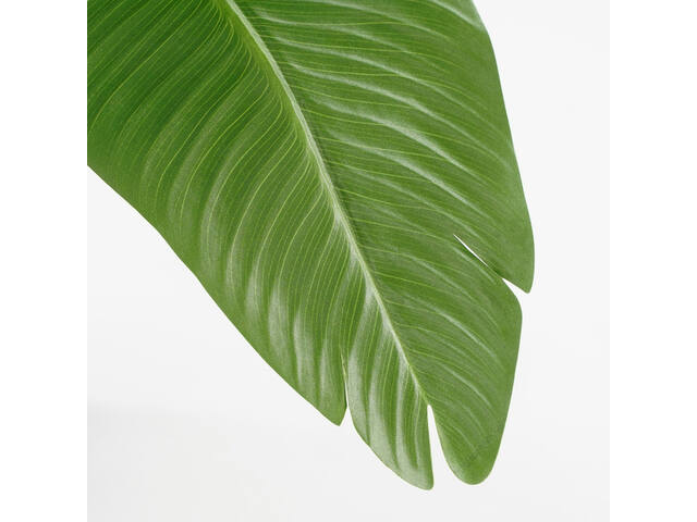 Kunstplant Mica Bananen boom in pot