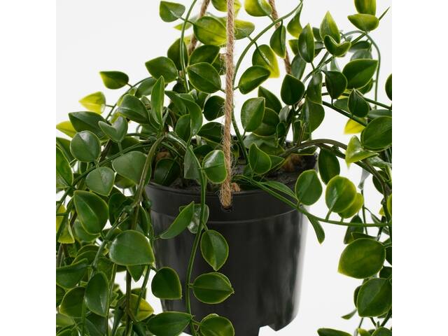 Kunstplant Mica Ficus hangend in pot groen